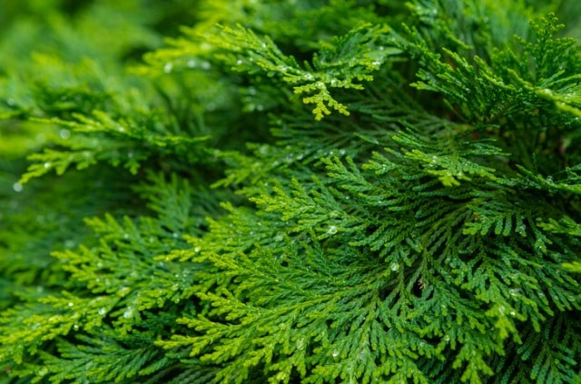 Wie hoch wachsen Zypressen