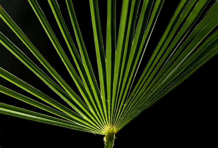 Wie kommt es zu Frostschäden bei Hanfpalmen