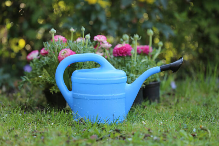 Wie oft müssen Ranunkeln im Topf gedüngt werden