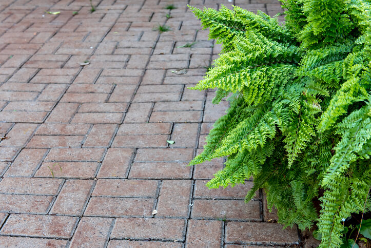 Wie oft sollte Farn gedüngt werden