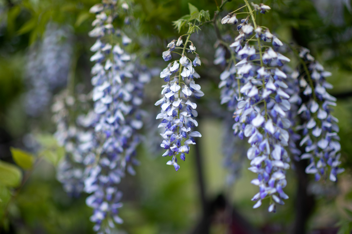 Wie oft und womit sollte der Blauregen gedüngt werden
