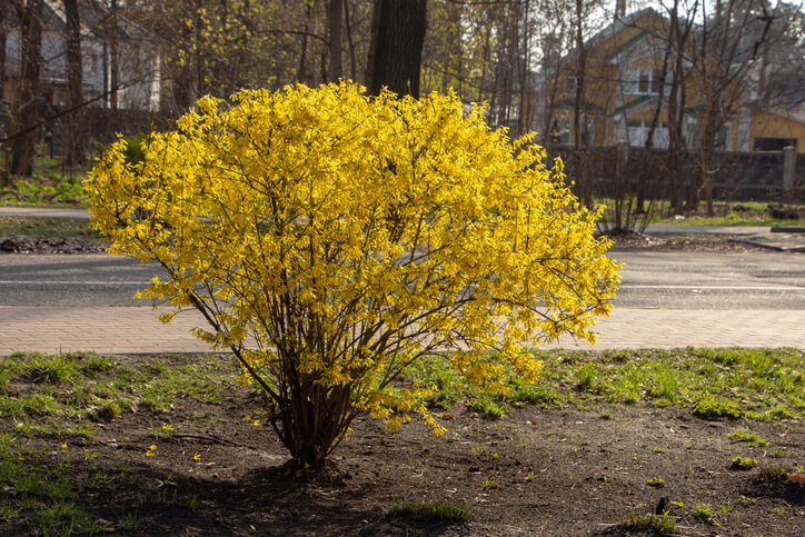 Wie pflanze ich Forsythien in den Garten