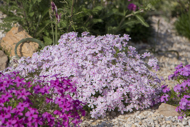 Wie pflanzt man Phlox-Samen