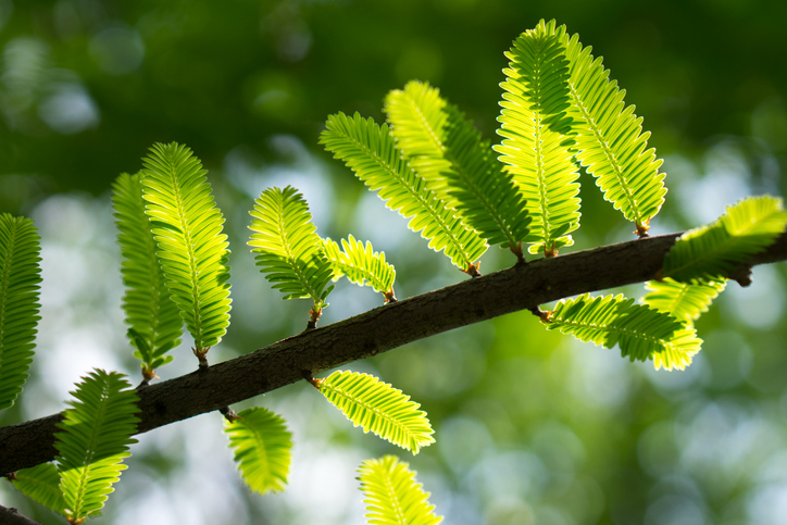 Wie sehen die Blätter des Mammutbaums aus