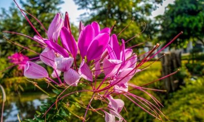 Wie sehen die Samen der Spinnenblume aus