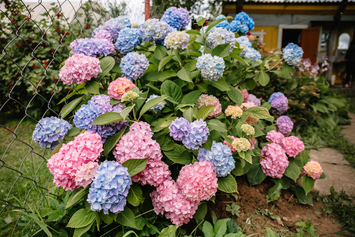 Wie sich die Bodenverhältnisse auf die Farbe auswirken