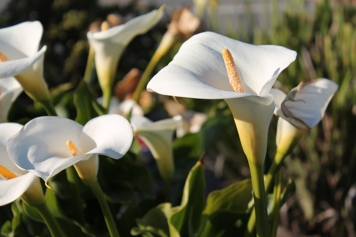 Wie sieht der richtige Standort für die Calla aus