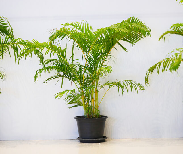 Wie überwintert die Dattelpalme