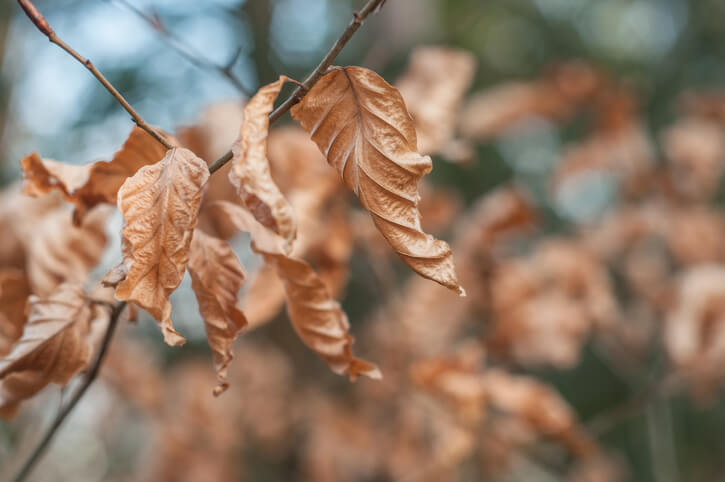 Wie werden Hainbuchen im Winter gepflegt