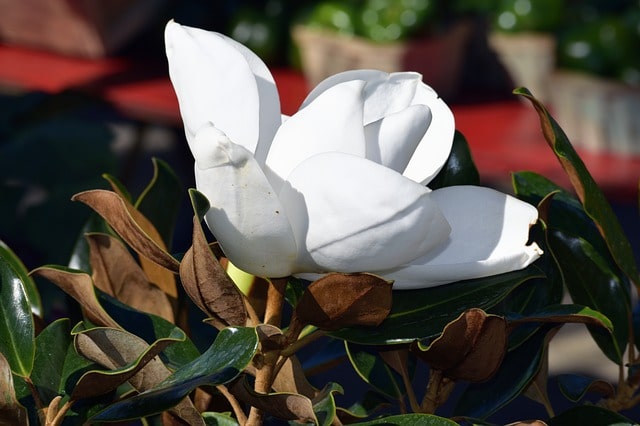 Wie winterhart ist die Immergrüne Magnolie