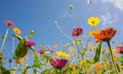 Wildblumen säen - der richtige Zeitpunkt