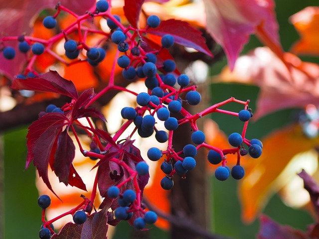 Wilder Wein - die Verwendung der Früchte