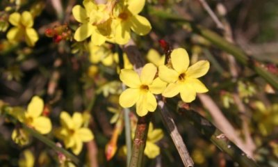 Winterjasmin richtig pflanzen