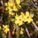 Winterjasmin richtig pflanzen