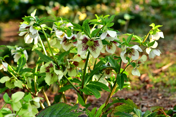 Wo fühlt sich die Christrose besonders wohl