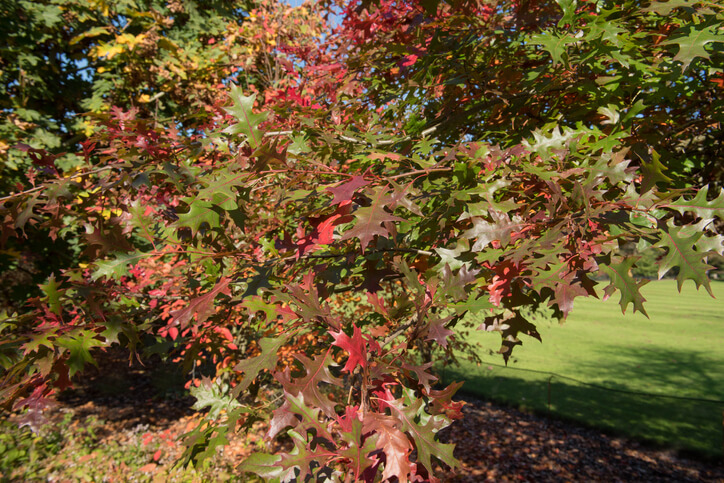 Zwei Arten aus Nordamerika