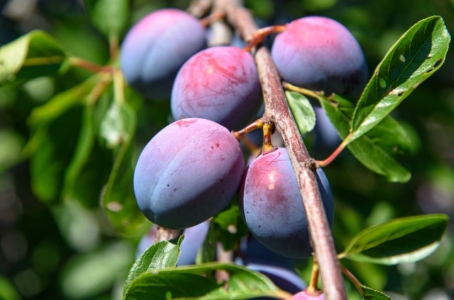Zwetschgenbaum Krankheiten - Ursachen und Bekämpfung