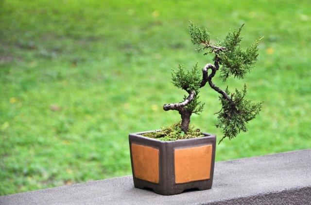 Zypresse als Bonsai pflanzen
