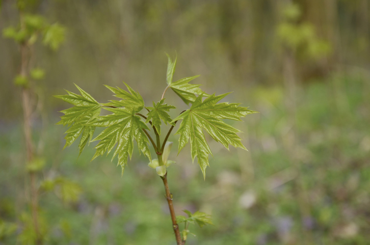 Ahorn durch Stecklinge vermehren