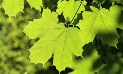 Ahorn richtig düngen - bewährte Tipps