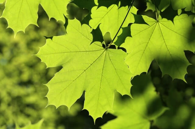 Ahorn richtig düngen - bewährte Tipps