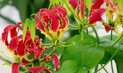 Alles Wissenswerte zur Gloriosa Knolle