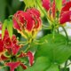 Alles Wissenswerte zur Gloriosa Knolle