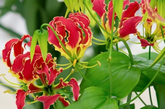 Alles Wissenswerte zur Gloriosa Knolle