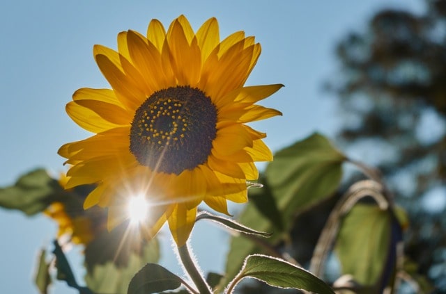 Alles über die Blätter von Sonnenblumen