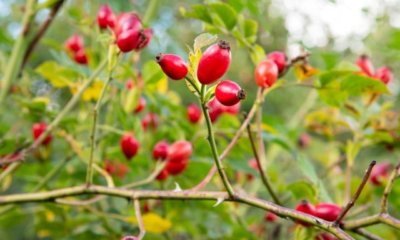 Alles über die Frucht der Hagebutte