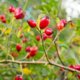 Alles über die Frucht der Hagebutte