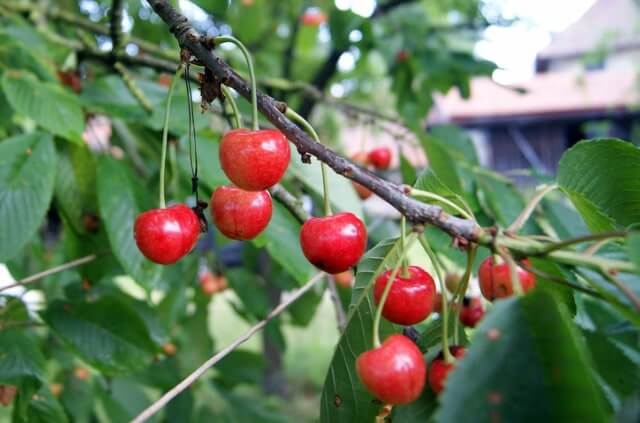 Alles über die Süßkirsche als Hochstamm