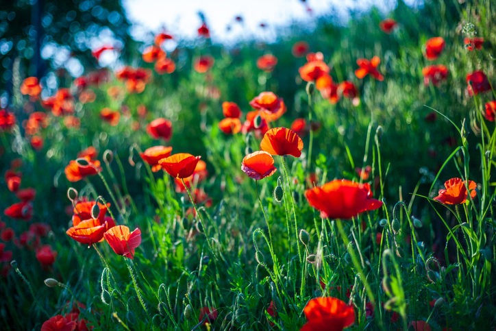 Allgemeines zu Mohn