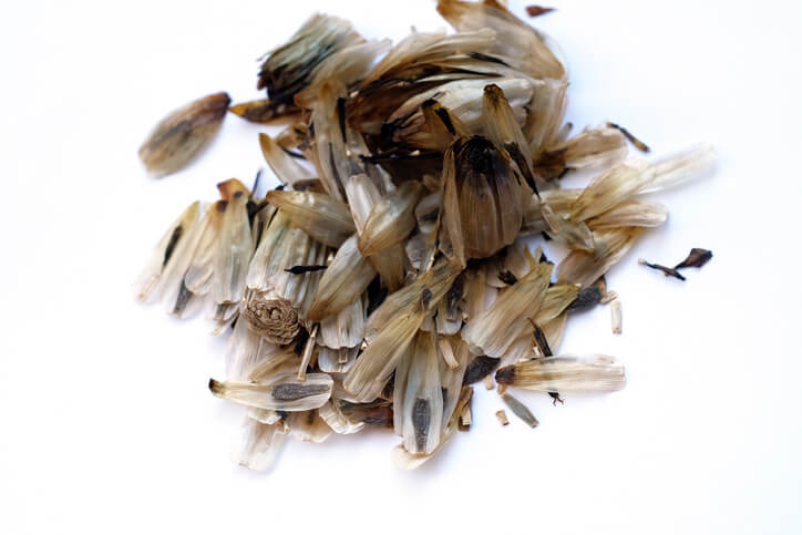 Allgemeines zum Aussäen von Dahlien