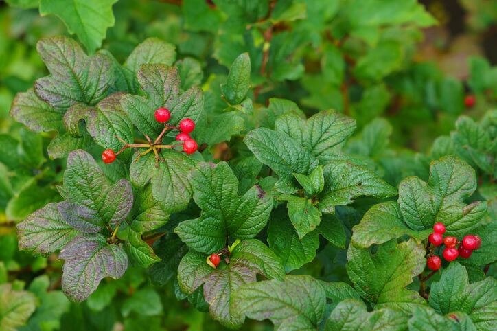 Alpen-Johannisbeere als Hecke pflanzen