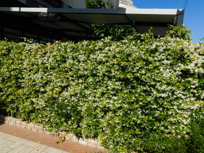 Alternative Verwendung von Falschem Jasmin für das Pflanzen einer Hecke