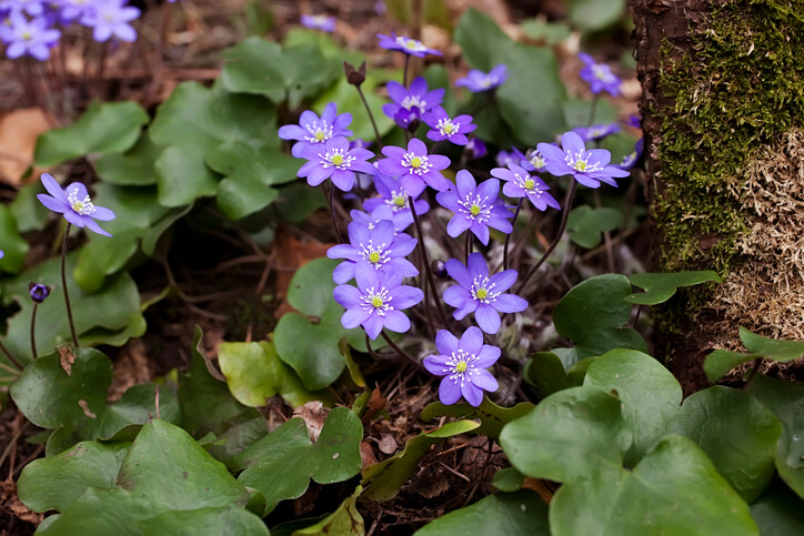 Anemonen zur Teilung anregen