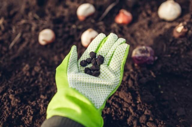 Anemonenzwiebeln im Garten pflanzen