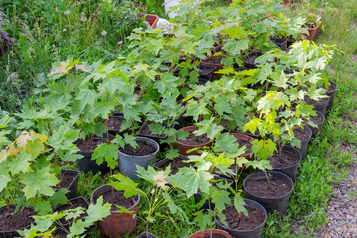 Anpflanzung der Hecke