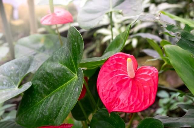 Anthurie bekommt braune Blätter - was tun