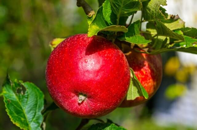 Apfelbaum Setzlinge pflanzen