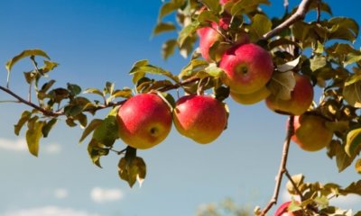 Apfelbaum Wurzeln - alles Wissenswerte