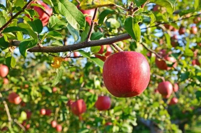 Apfelbaum aus Ableger ziehen