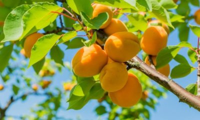 Aprikosenbaum verliert Blätter - was tun