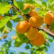 Aprikosenbaum verliert Blätter - was tun