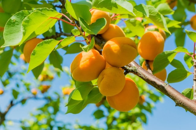 Aprikosenbaum verliert Blätter - was tun