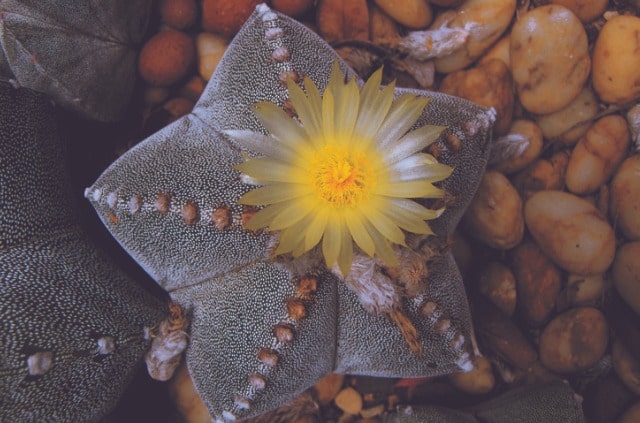 Astrophytum richtig pflegen