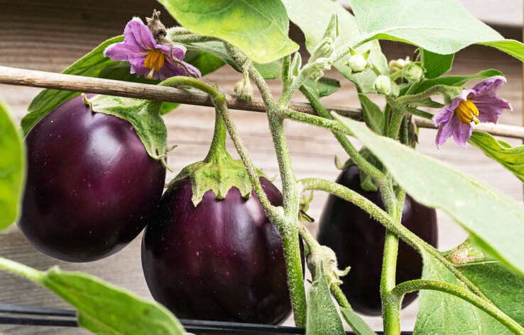 Auberginen für den Kübelgarten