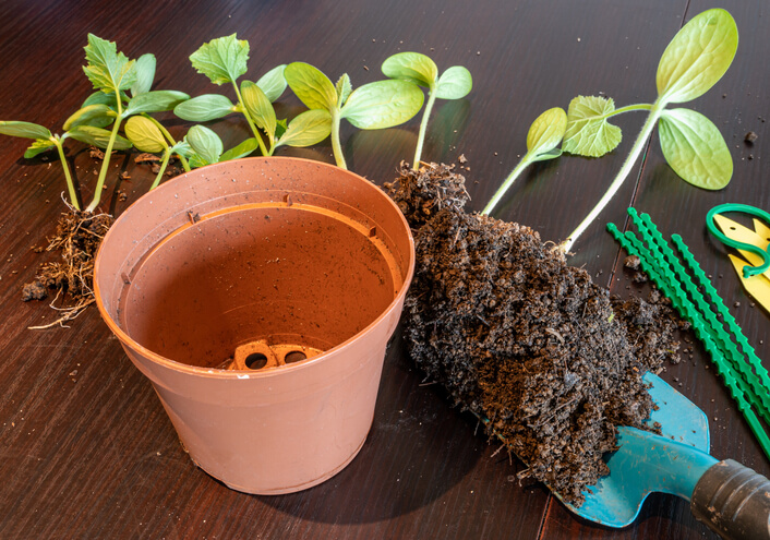 Aussaat oder Jungpflanzen