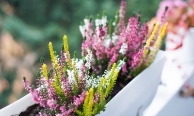 Balkonkasten - die besten Pflanzen für Schatten